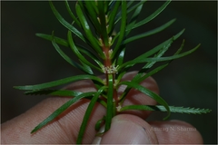 Myriophyllum tuberculatum